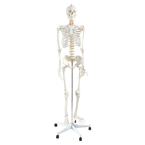 Human Skeleton Anatomical Model 180Cm