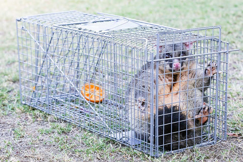 Cat Supplies Animal Safe Trap Humane Possum Cage