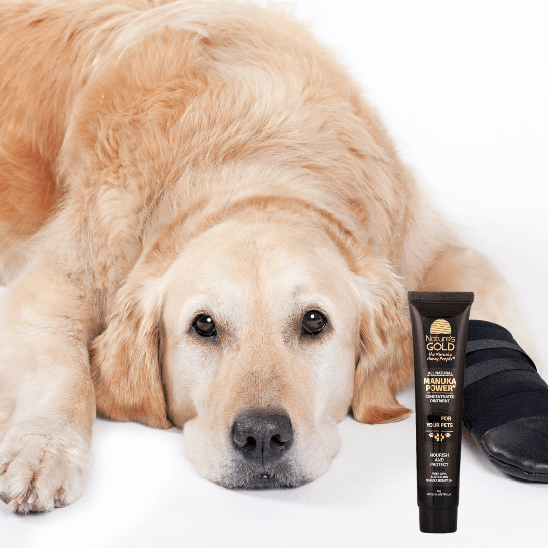 Manuka Power Concentrated Ointment for pets - Buy 1 and receive 1 FREE