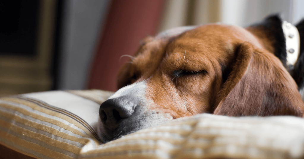 Dog Beds: Let Sleeping Dogs Lie in Comfort