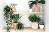 Artificial Plants
