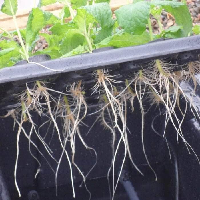 120 Plant Aeroponic Propagation Mister - X-Stream For Grow Systems