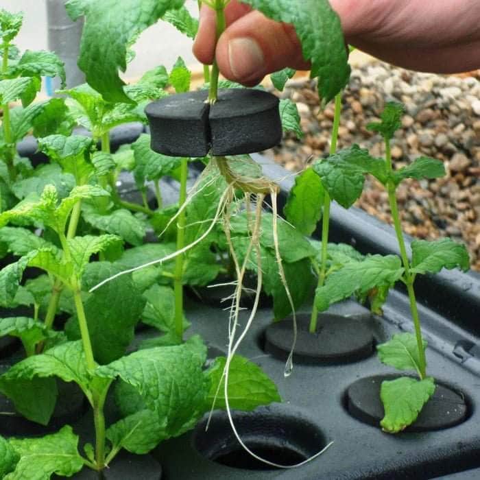 20 Plant Aeroponic Propagation Mister for Hydroponic Gardens