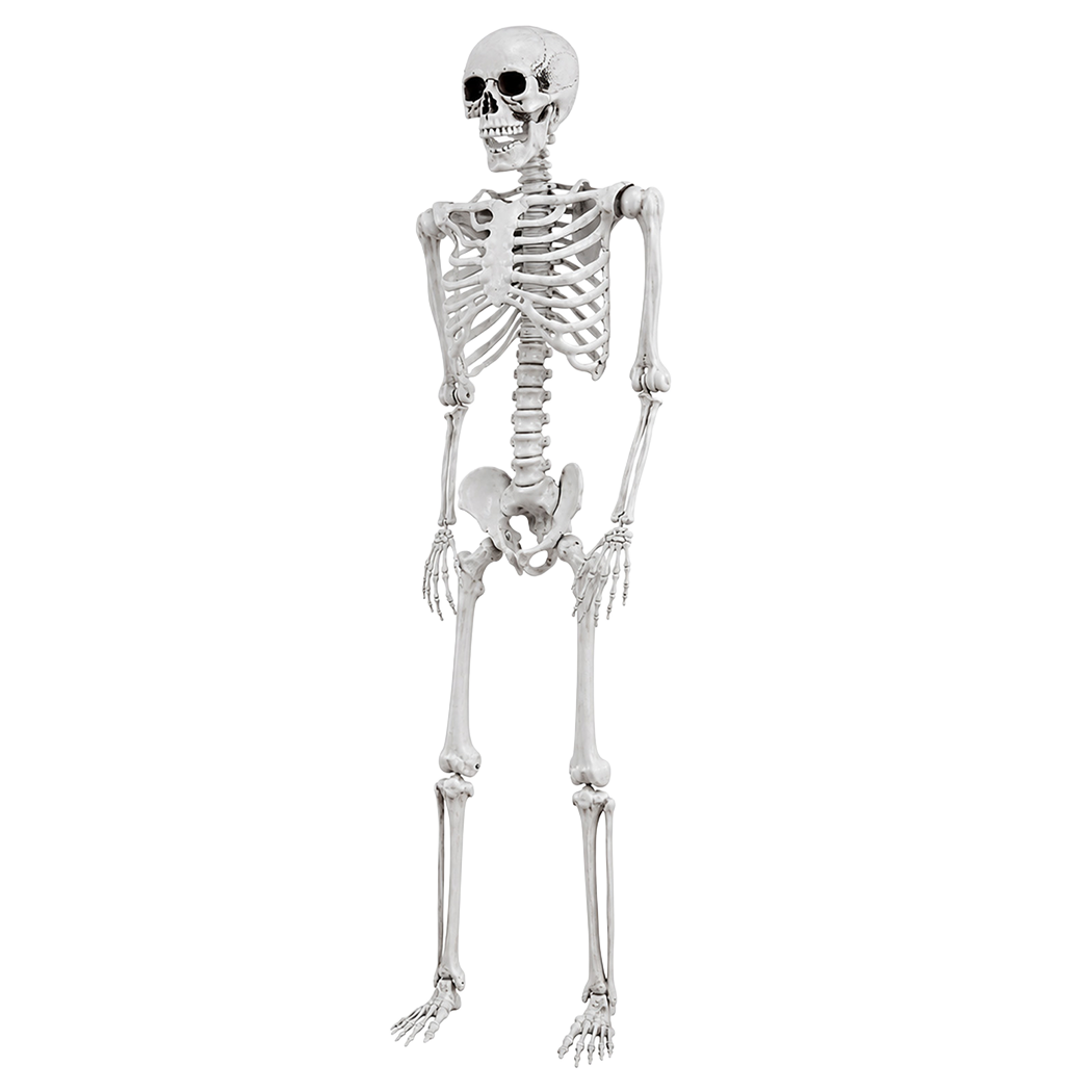 Life Size Skeleton Decoration White 169x36x11cm