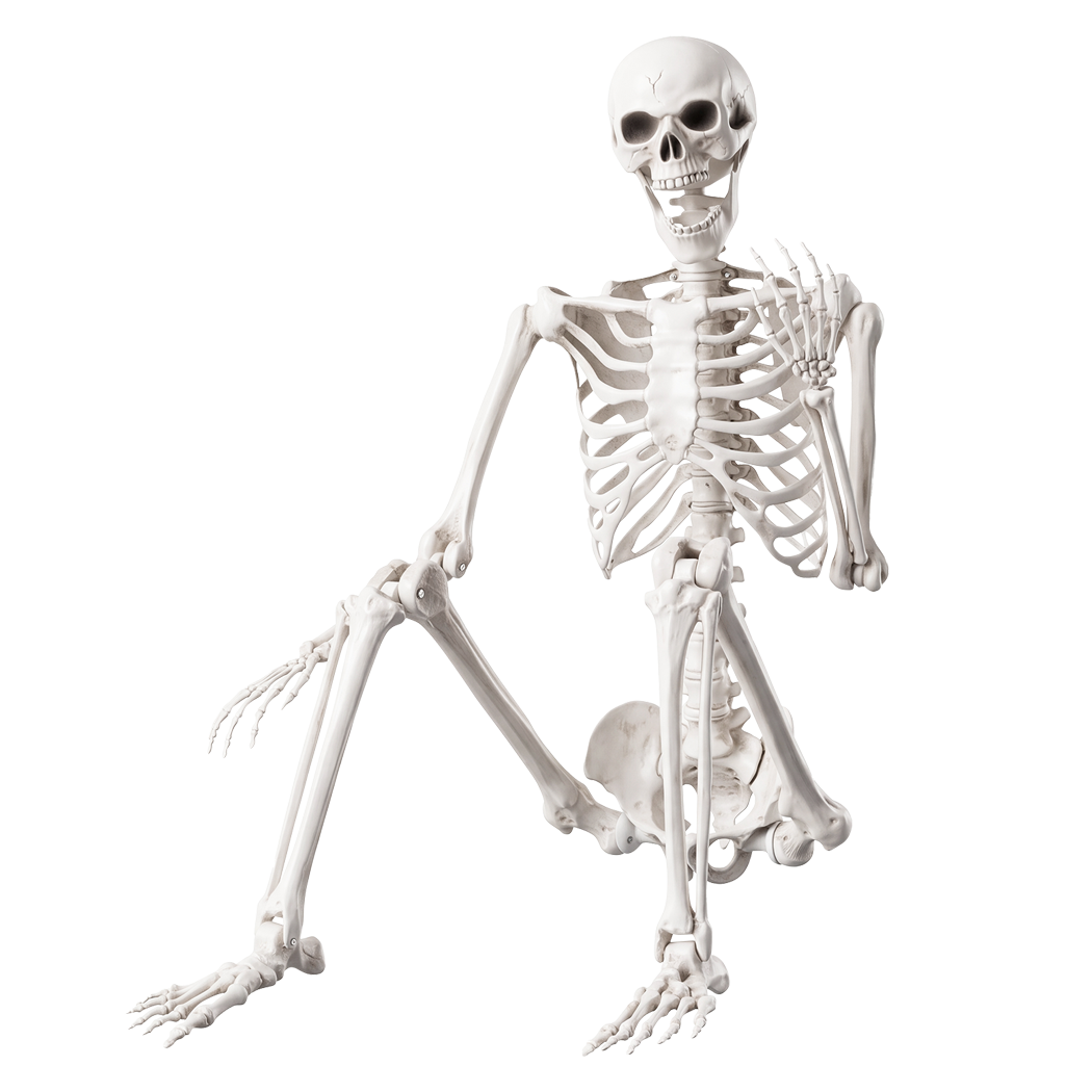 Life Size Skeleton Decoration Poseable 165x36x11cm