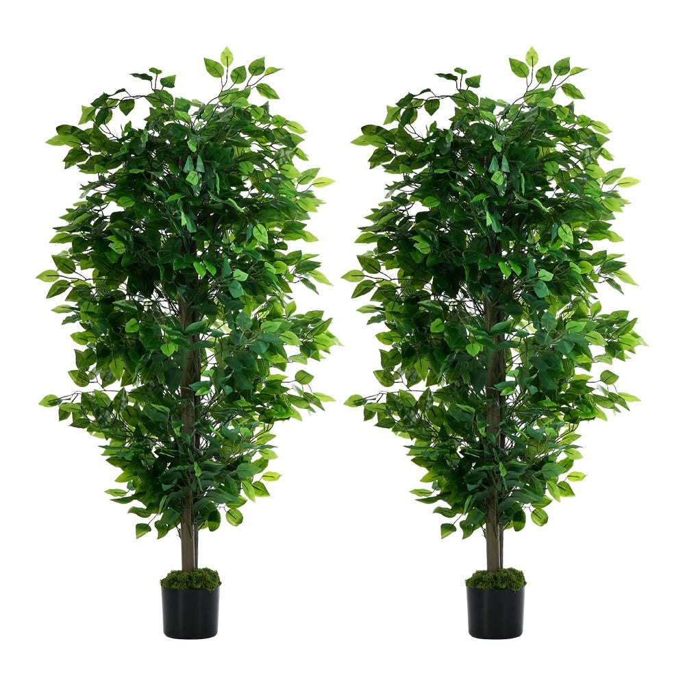 2x Ficus Tree 150cm Potted  Plants