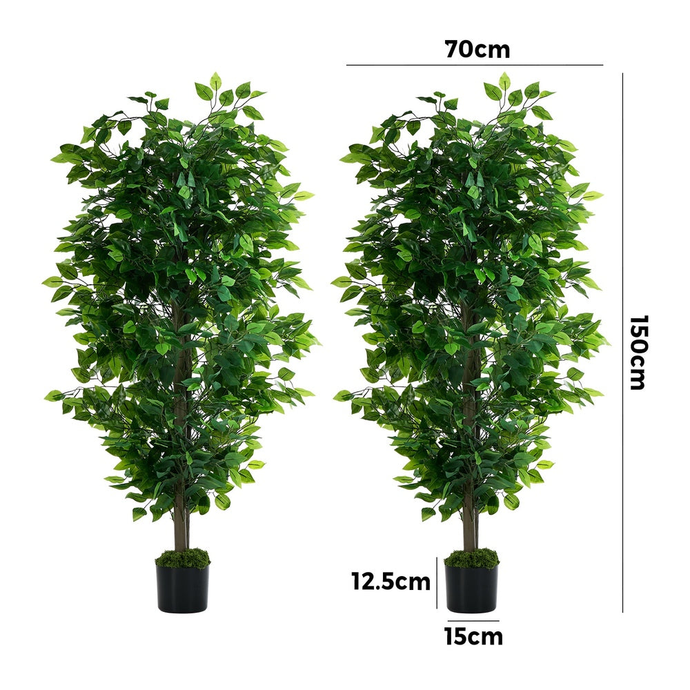 2x Ficus Tree 150cm Potted  Plants