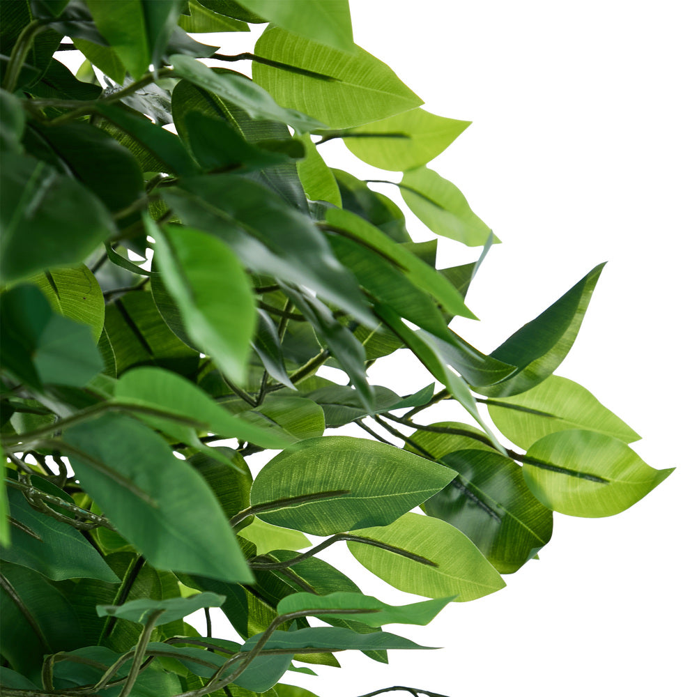 2x Ficus Tree 150cm Potted  Plants