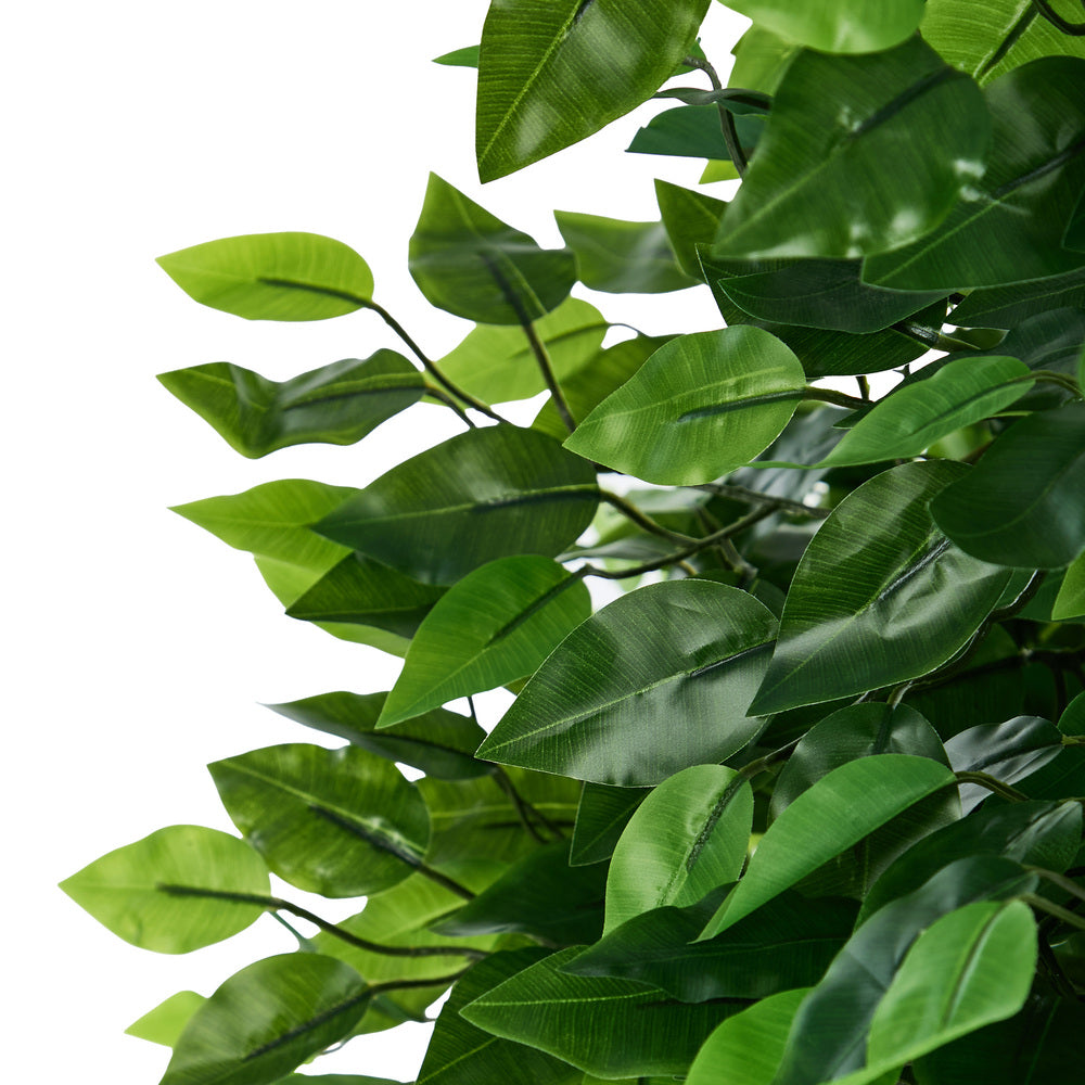 2x Ficus Tree 150cm Potted  Plants
