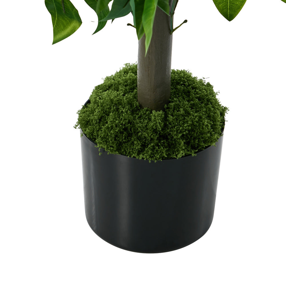 2x Ficus Tree 150cm Potted  Plants