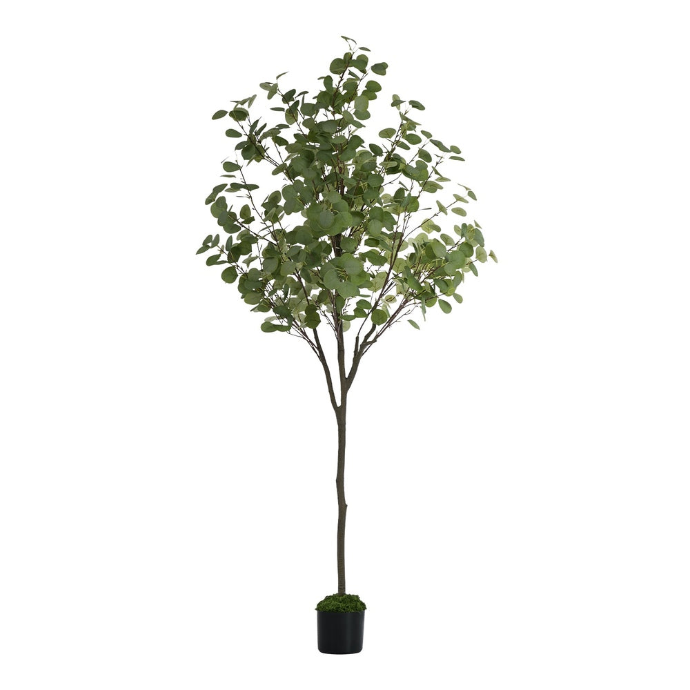 150cm Eucalyptus Tree Potted  Plant