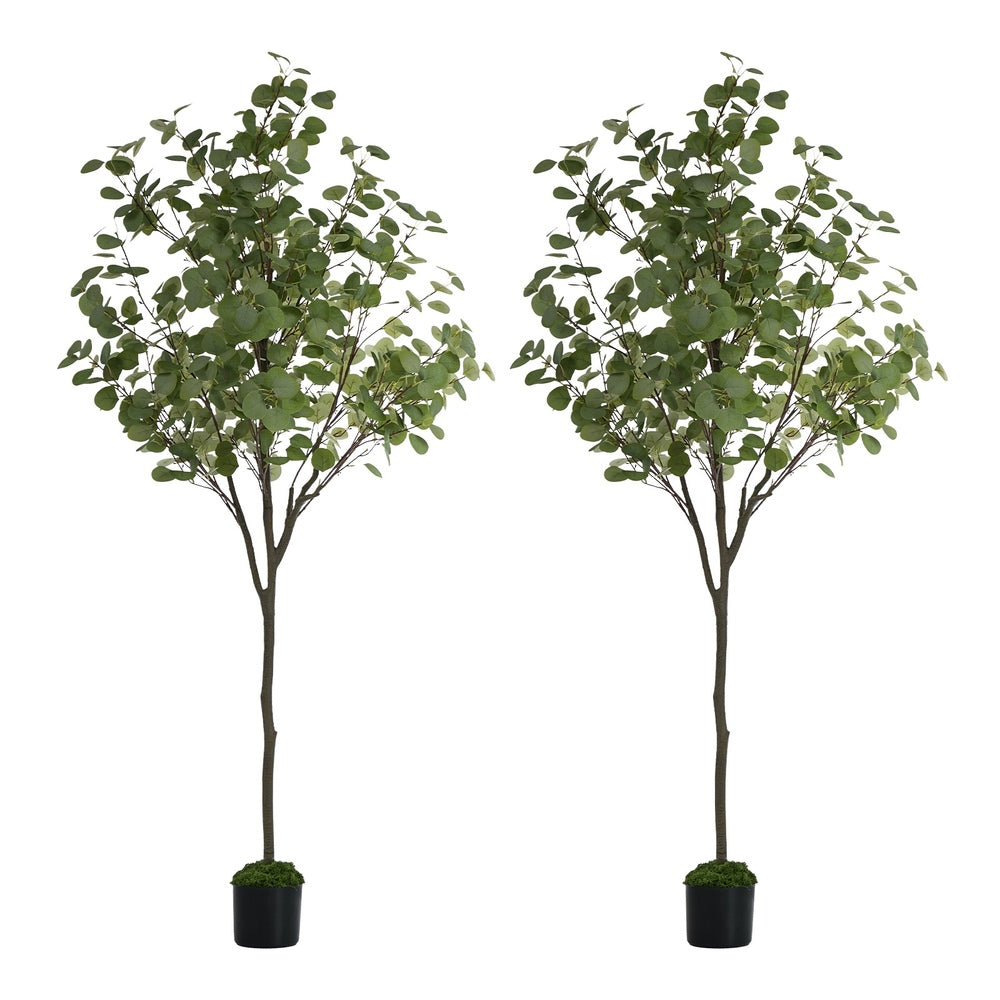2x Eucalyptus Tree 150cm Potted  Plants
