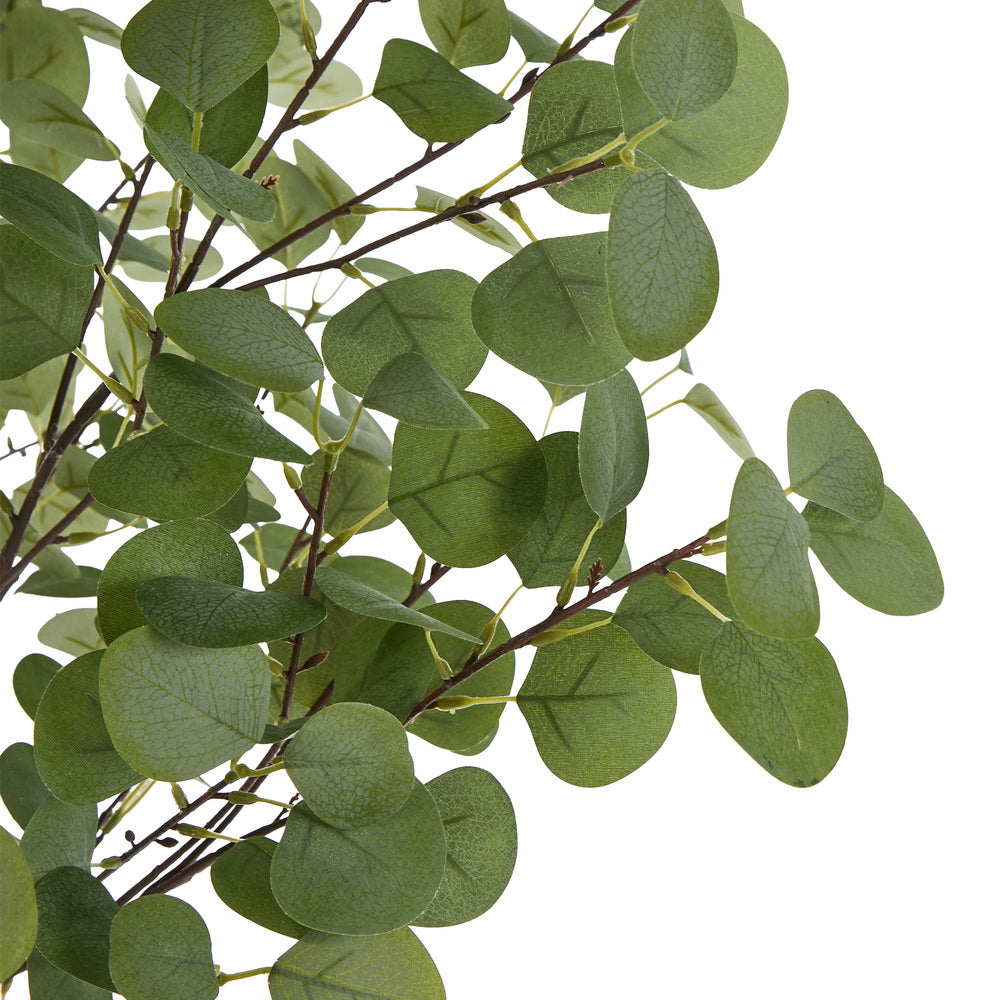 2x Eucalyptus Tree 150cm Potted  Plants