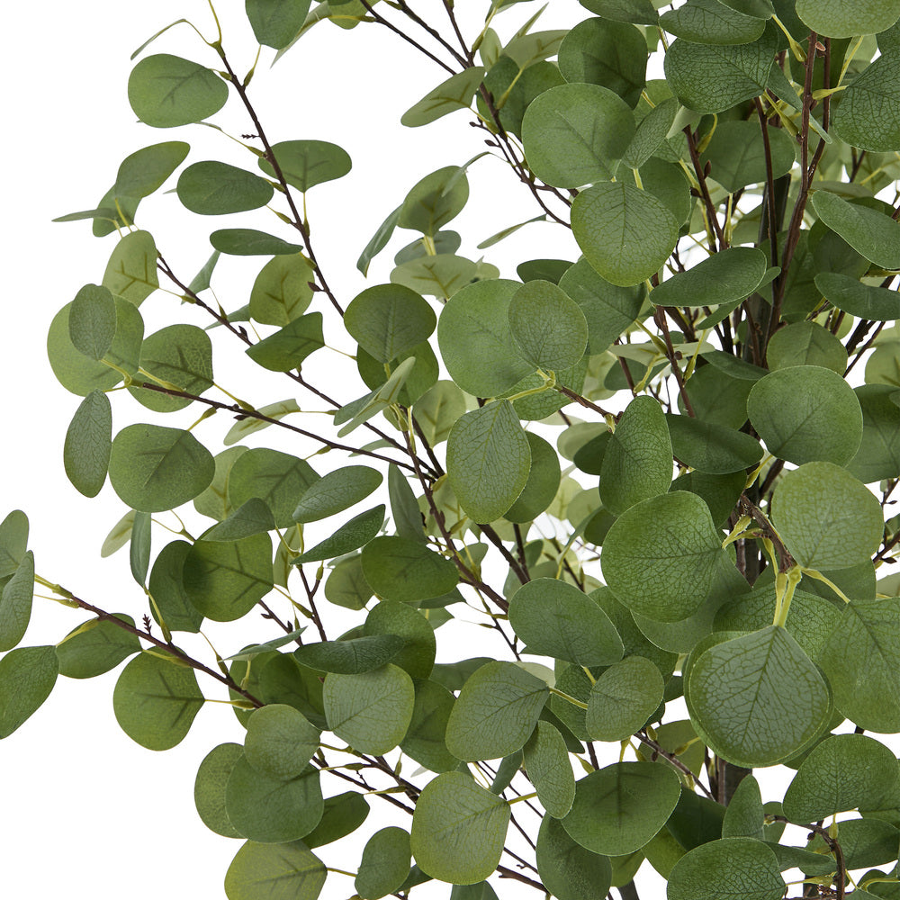 2x Eucalyptus Tree 150cm Potted  Plants