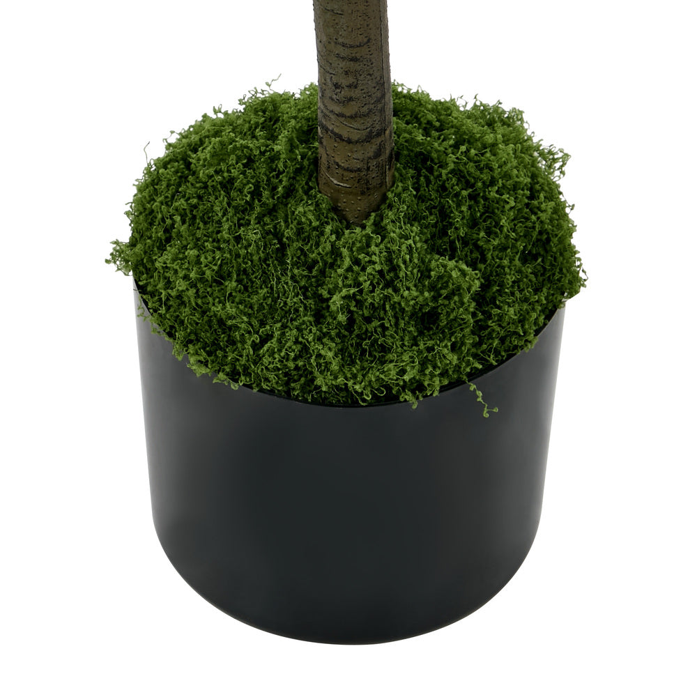 2x Eucalyptus Tree 150cm Potted  Plants