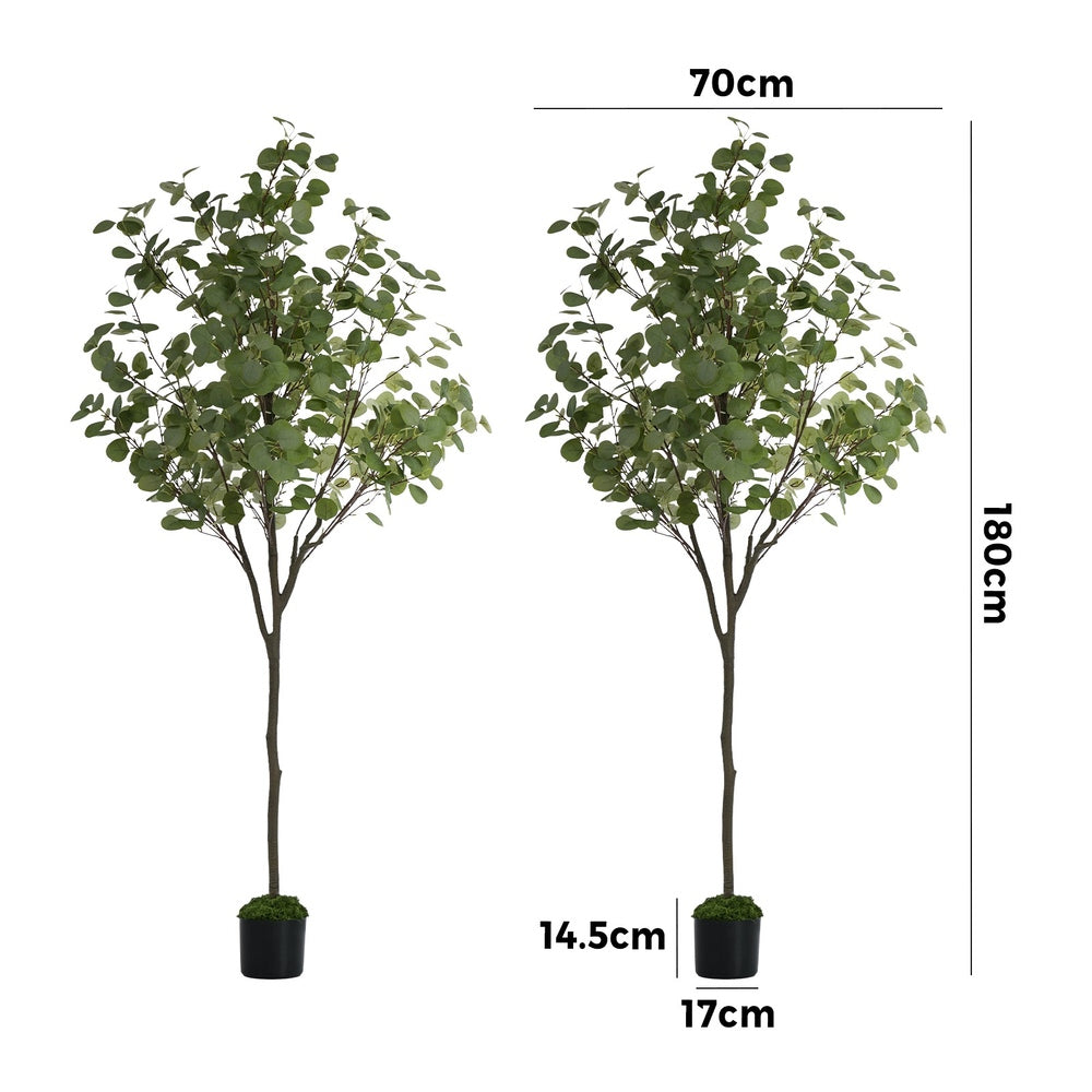 2x Eucalyptus Tree 180cm Potted  Plants