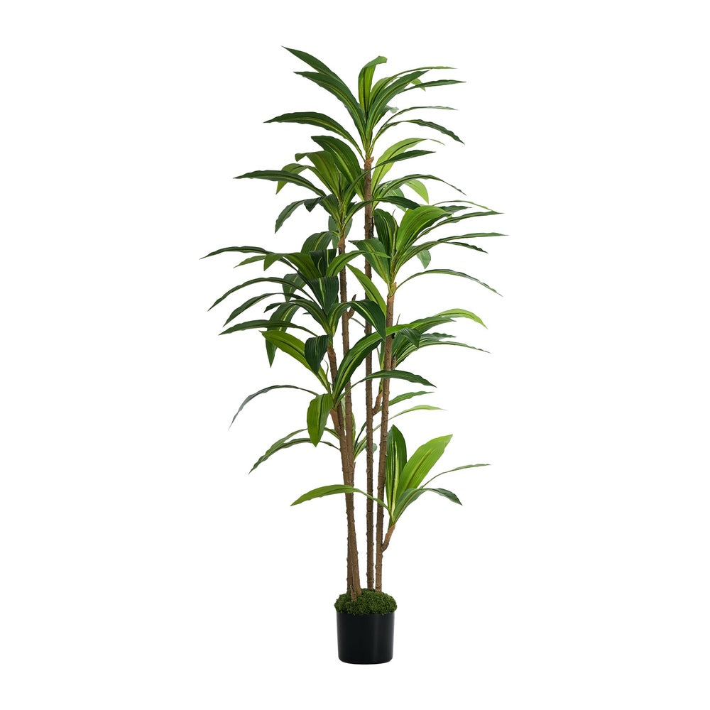 150cm Dracaena Tree Potted  Plant
