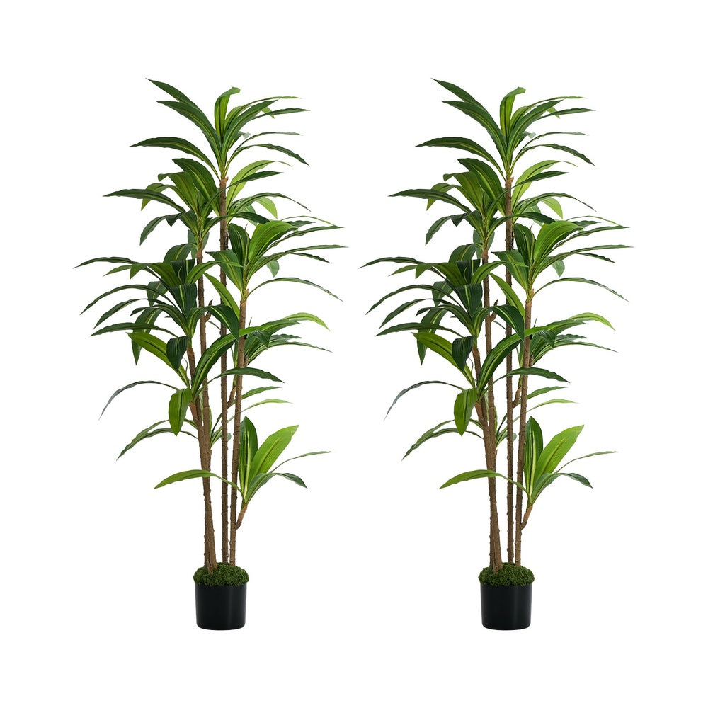 2x Dracaena Tree 150cm Potted  Plants