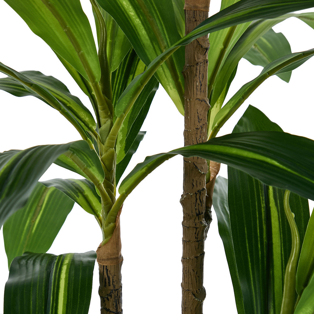 2x Dracaena Tree 150cm Potted  Plants