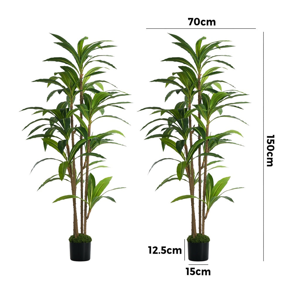 2x Dracaena Tree 150cm Potted  Plants