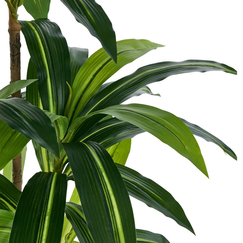 2x Dracaena Tree 150cm Potted  Plants