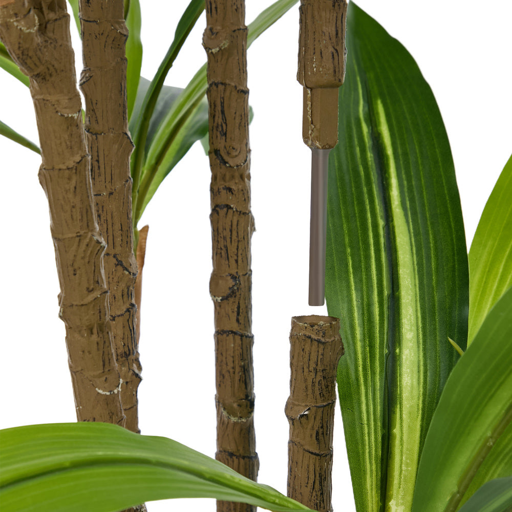 2x Dracaena Tree 150cm Potted  Plants