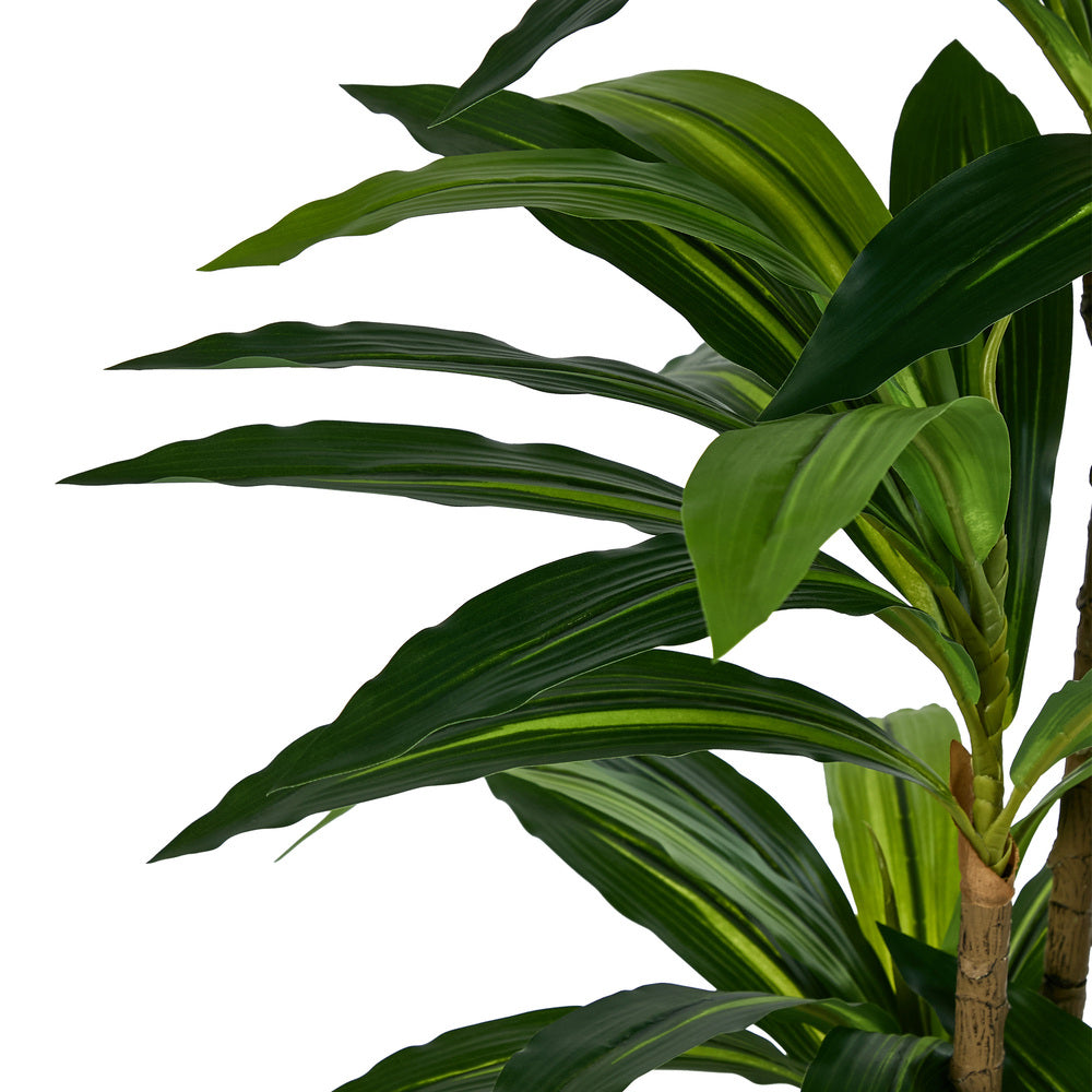 2x Dracaena Tree 150cm Potted  Plants