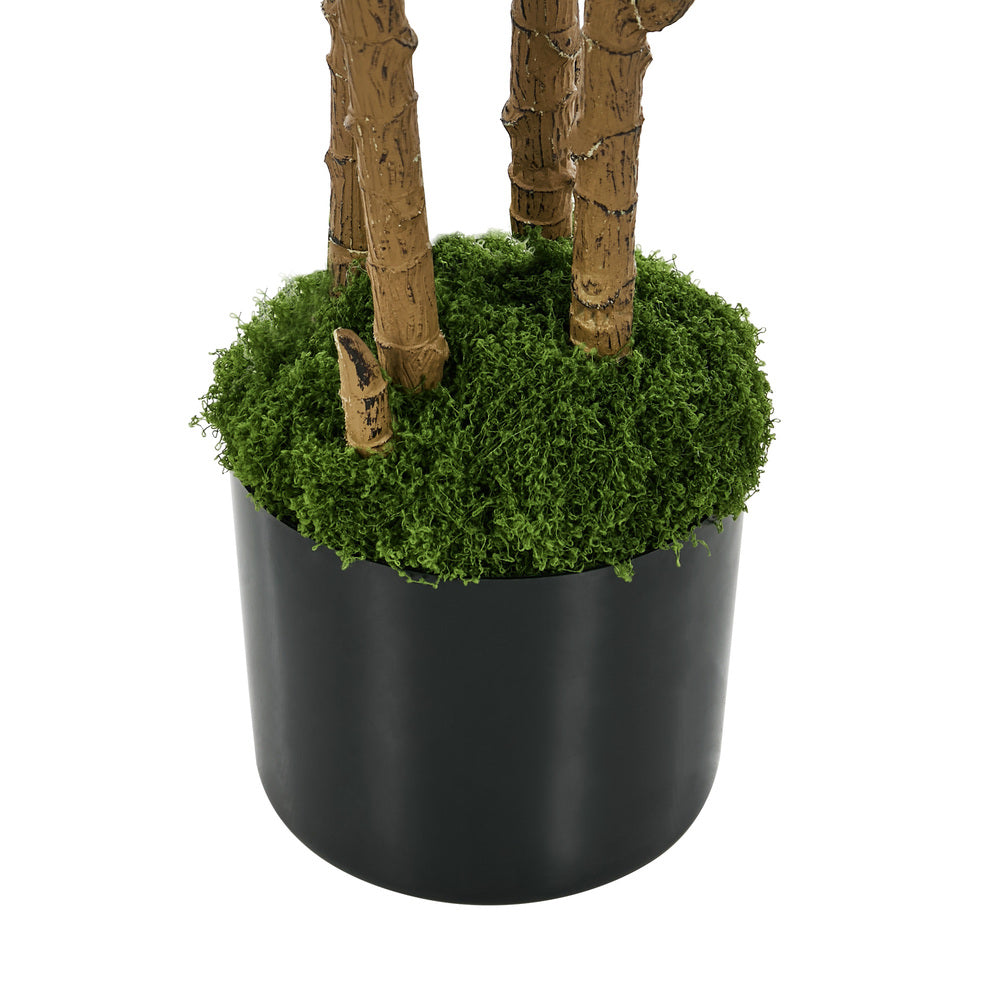 2x Dracaena Tree 150cm Potted  Plants