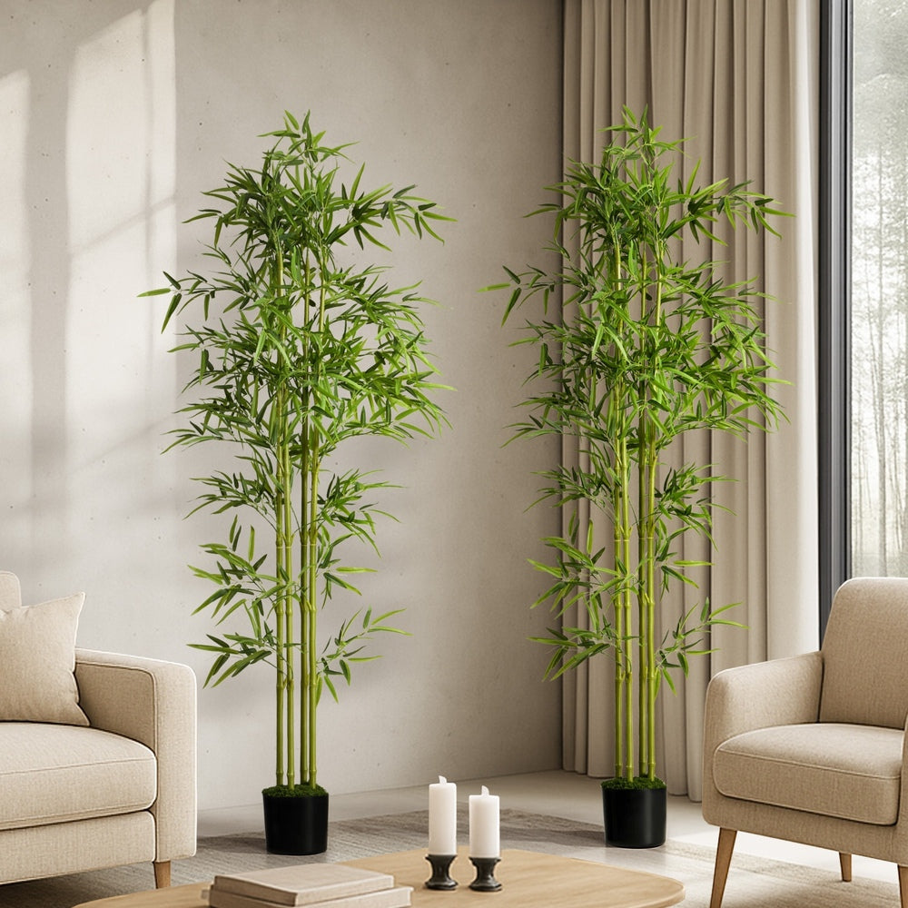 2x Bamboo Tree 150cm Potted  Plants