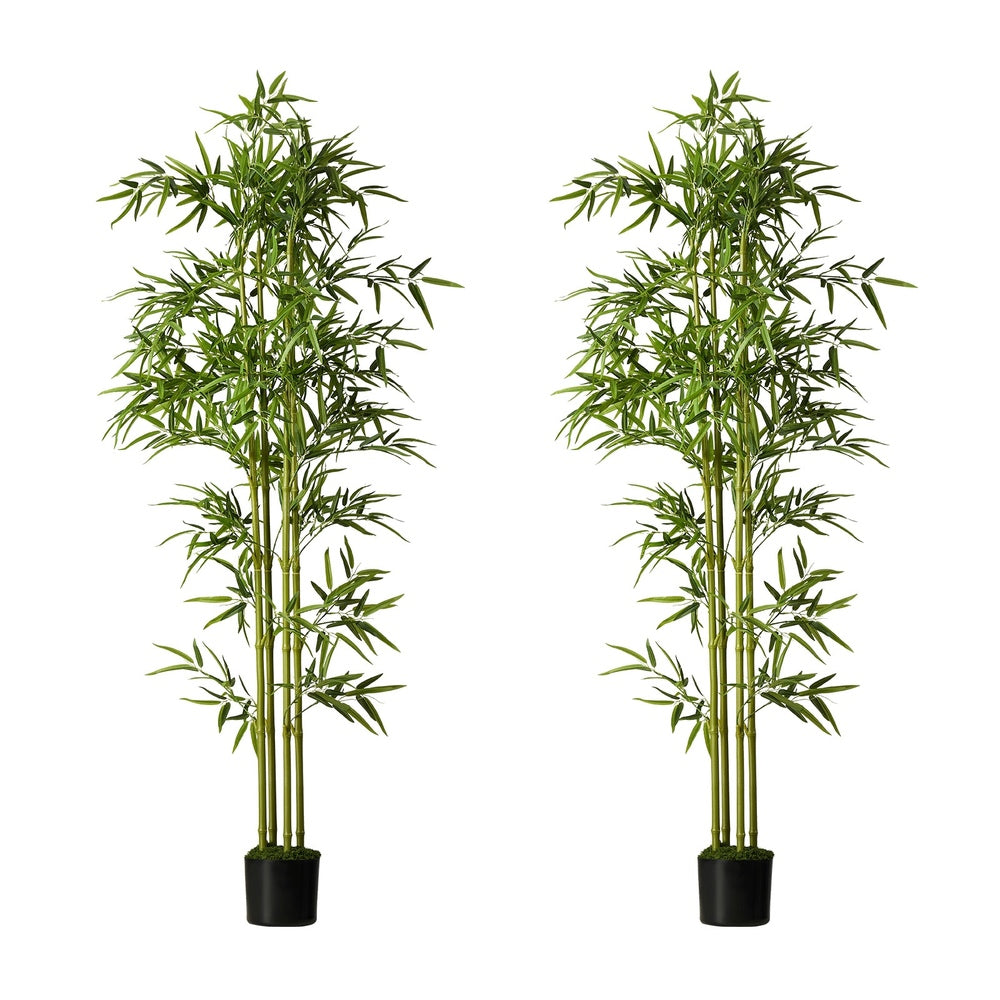 2x Bamboo Tree 150cm Potted  Plants