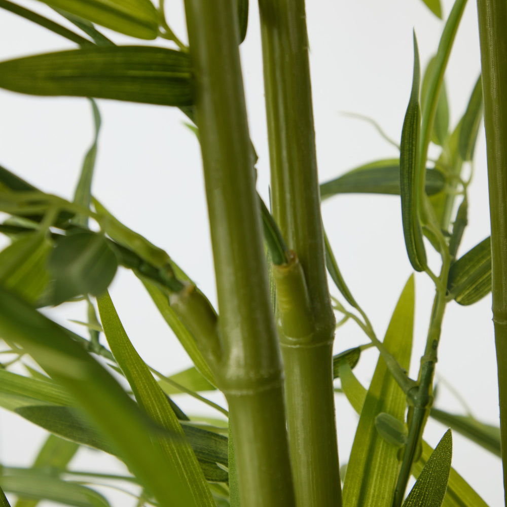 2x Bamboo Tree 150cm Potted  Plants