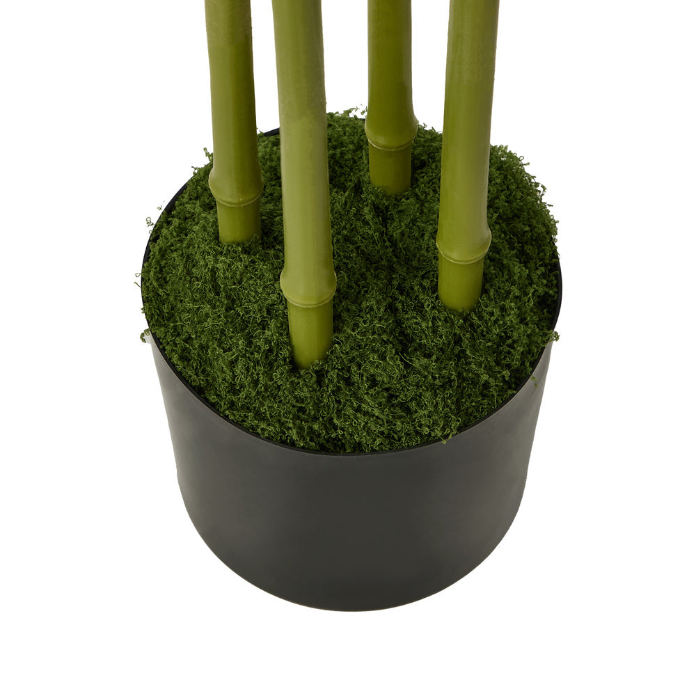 2x Bamboo Tree 150cm Potted  Plants