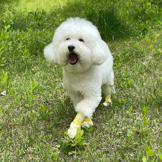 28x Waterproof Dog Shoes - Disposable Anti-Slip Pet Socks, Large, Yellow - Yellow colour