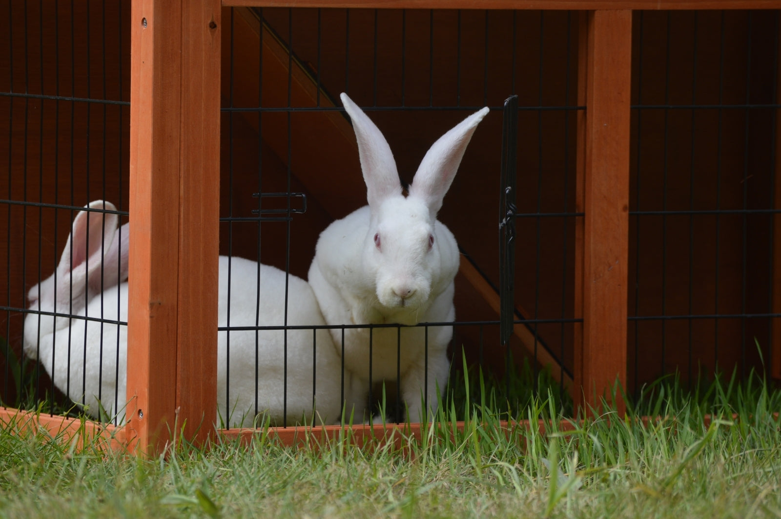 Double Storey Rabbit Hutch Guinea Pig Cage , Ferret Cage W Pull Out Tray