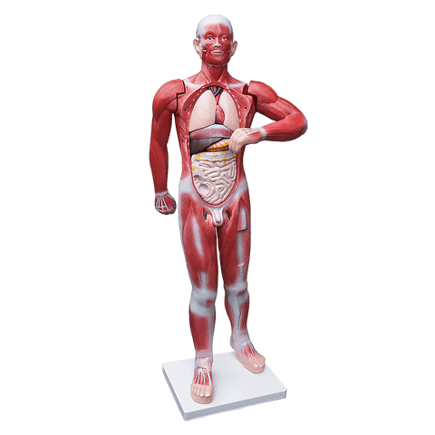 Human Anatomical Muscular Model Muscle System