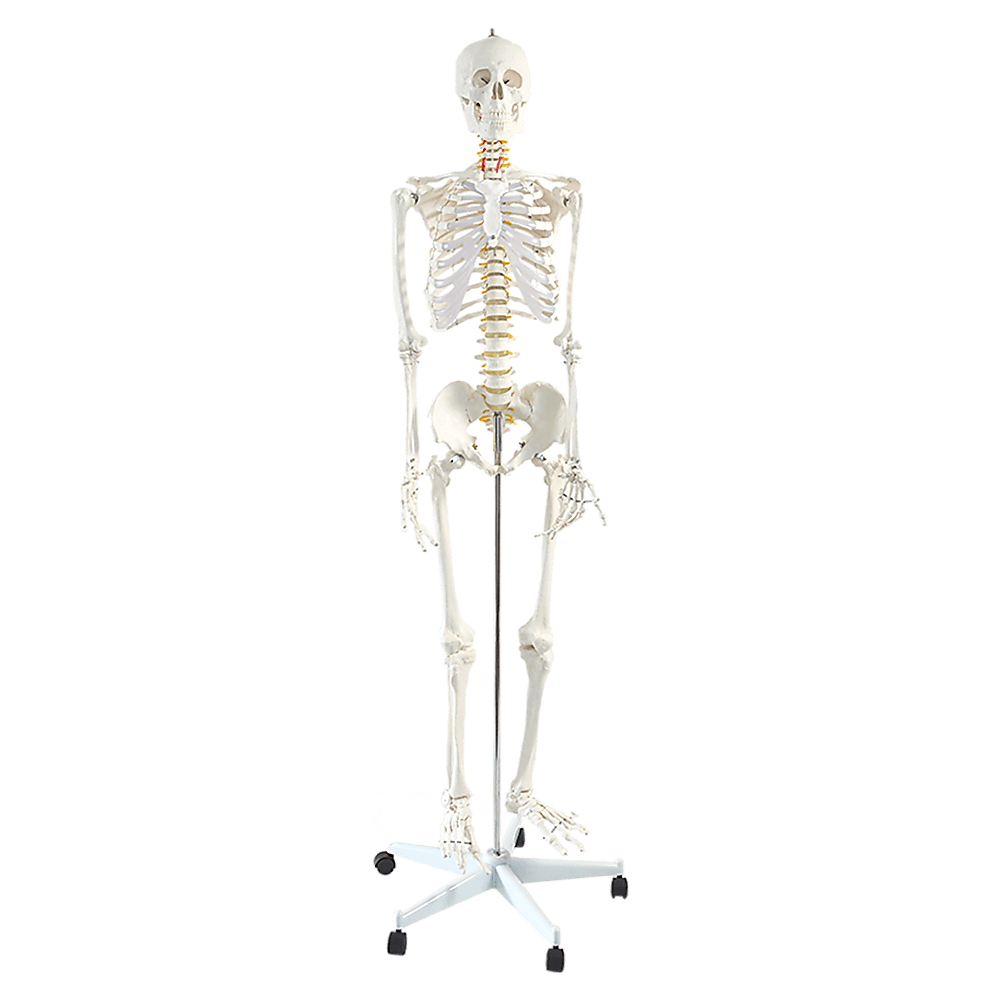 Human Skeleton Anatomical Model 180Cm
