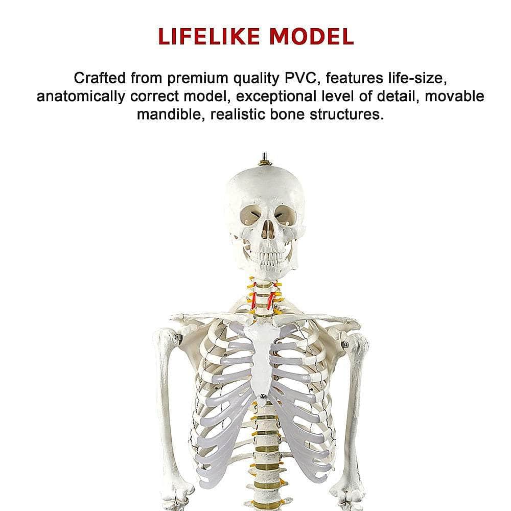 Human Skeleton Anatomical Model 180Cm