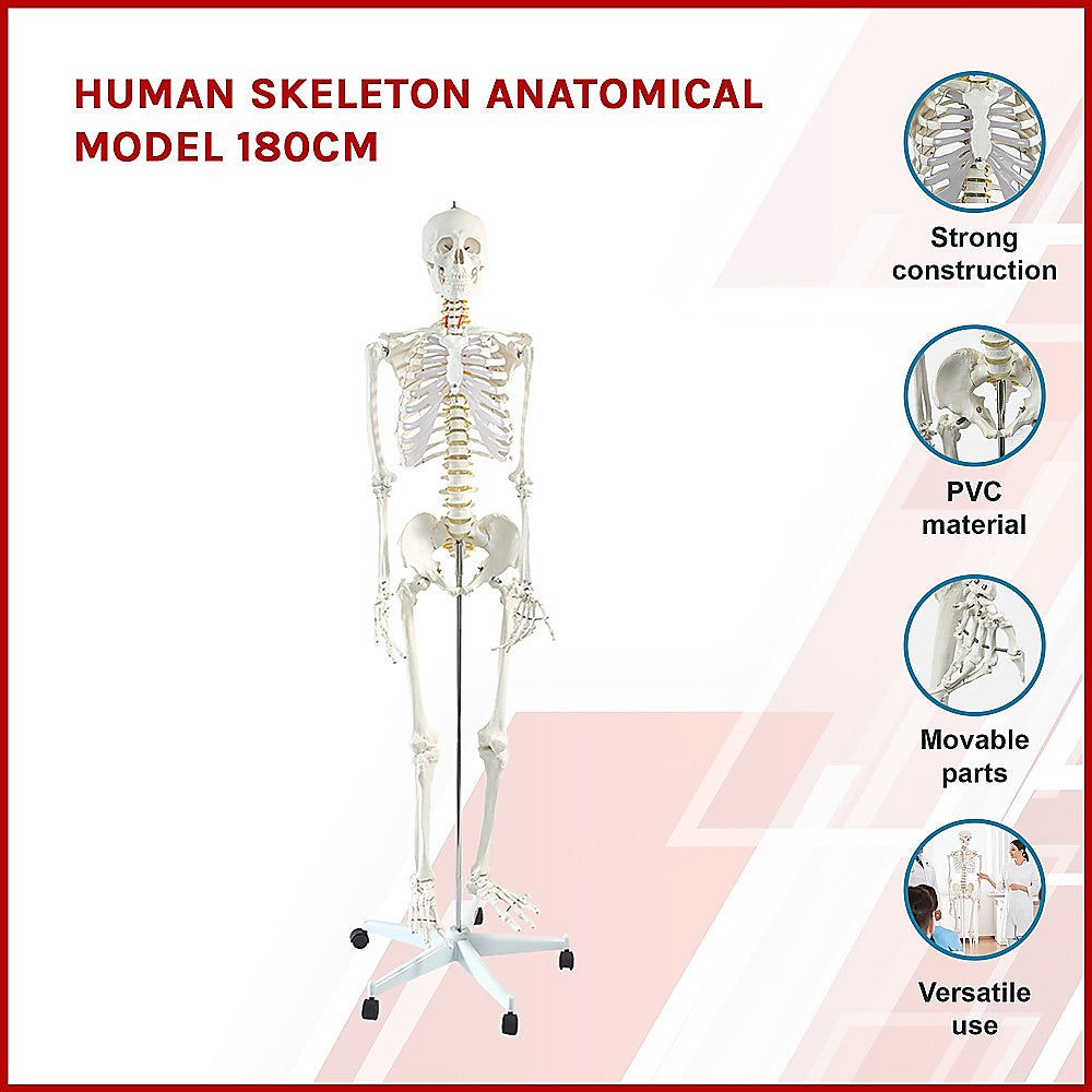 Human Skeleton Anatomical Model 180cm
