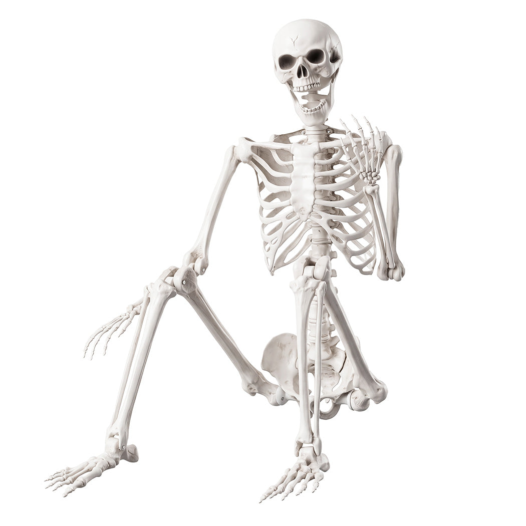 Life Size Skeleton Decoration Poseable 165x36x11cm