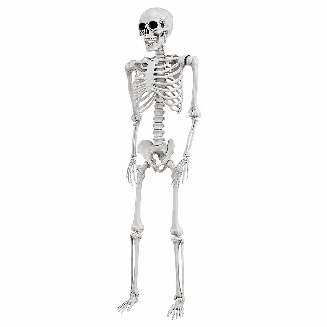 Life Size Skeleton Decoration White 169x36x11cm