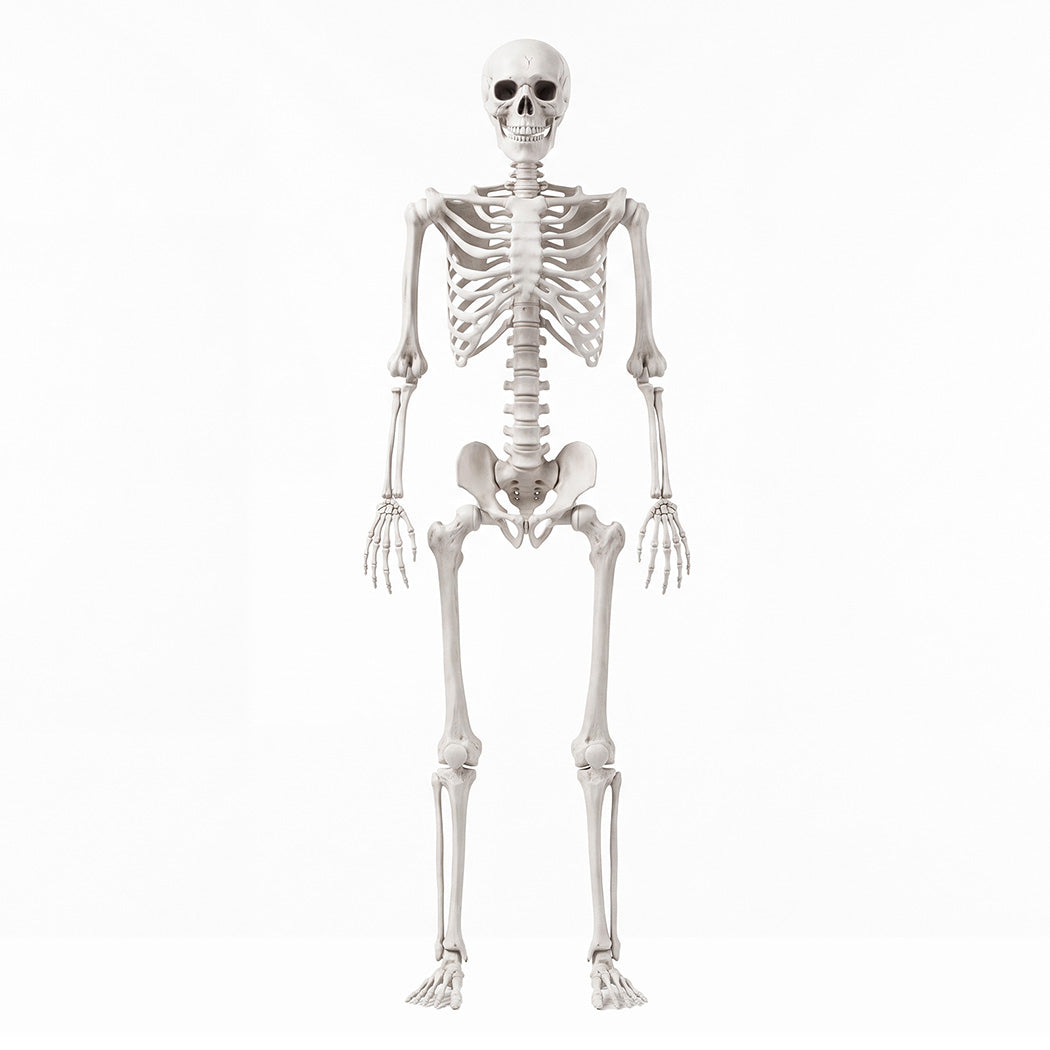 Life Size Skeleton Decoration Poseable 165x36x11cm