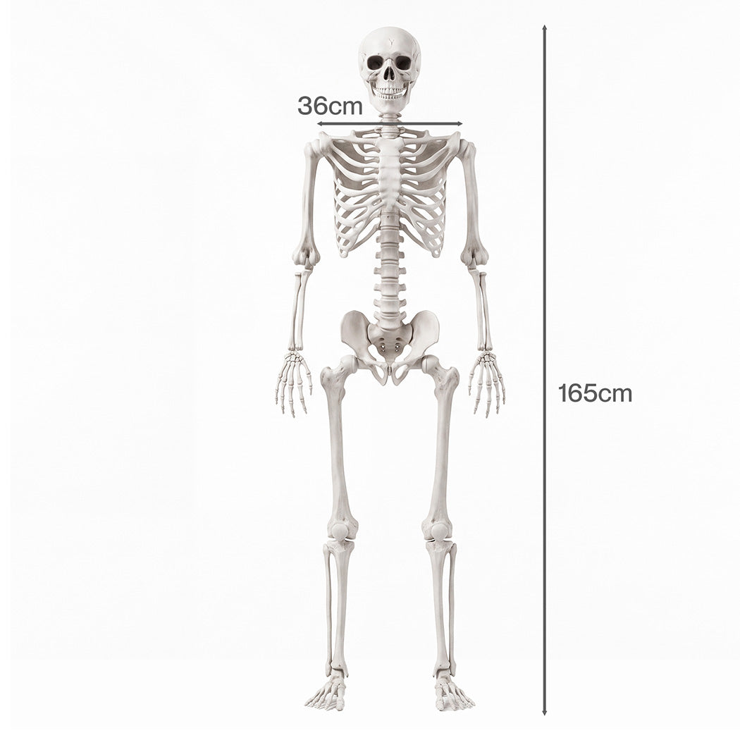 Life Size Skeleton Decoration Poseable 165x36x11cm