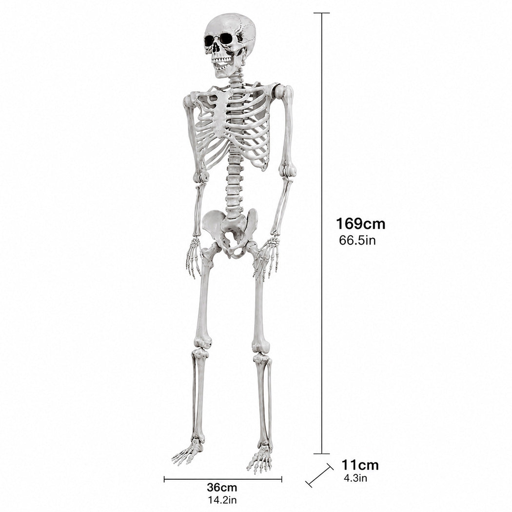 Life Size Skeleton Decoration White 169x36x11cm