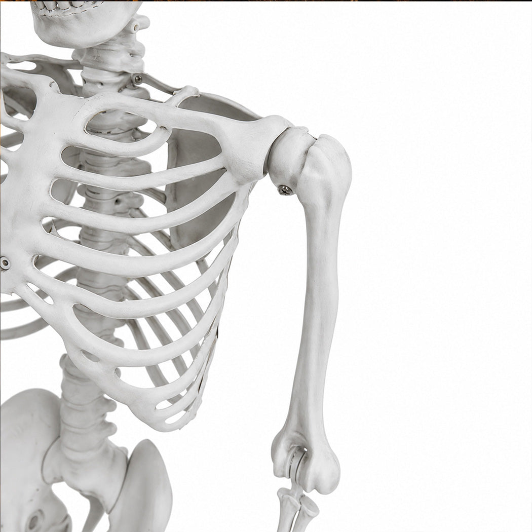 Life Size Skeleton Decoration White 169x36x11cm