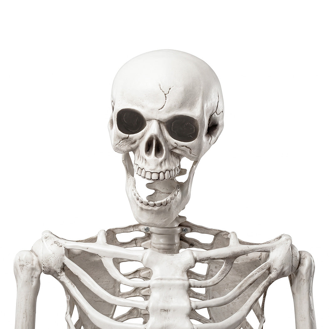 Life Size Skeleton Decoration Poseable 165x36x11cm