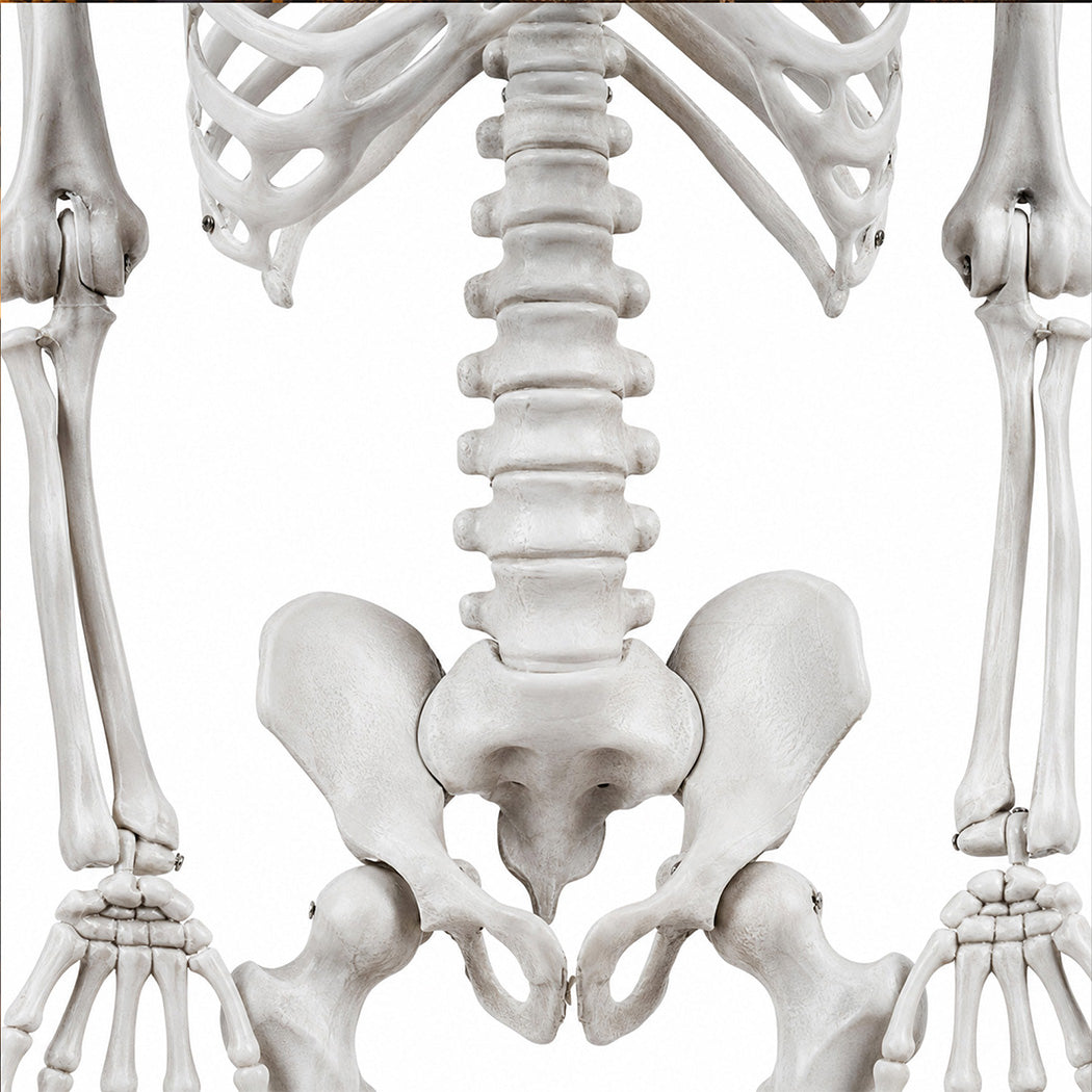 Life Size Skeleton Decoration White 169x36x11cm
