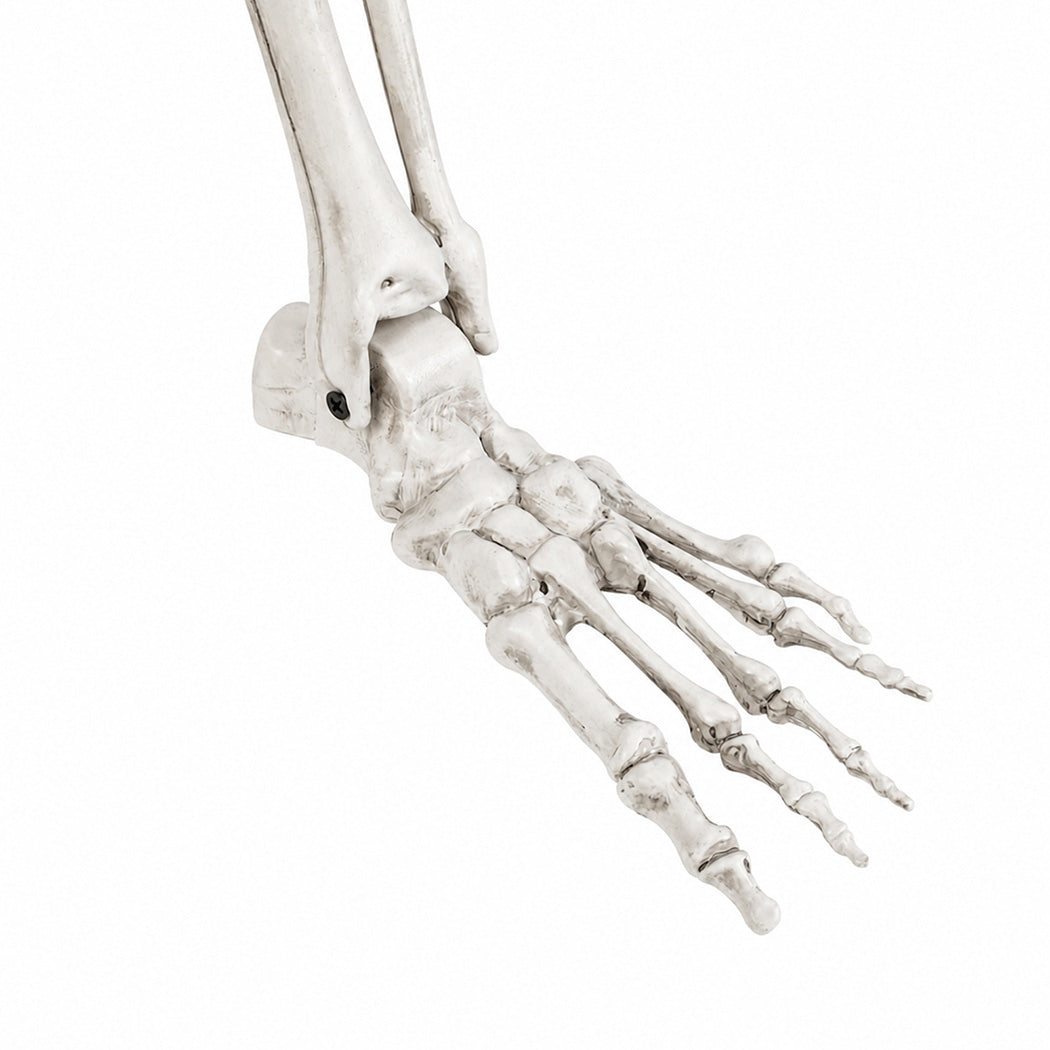 Life Size Skeleton Decoration Poseable 165x36x11cm