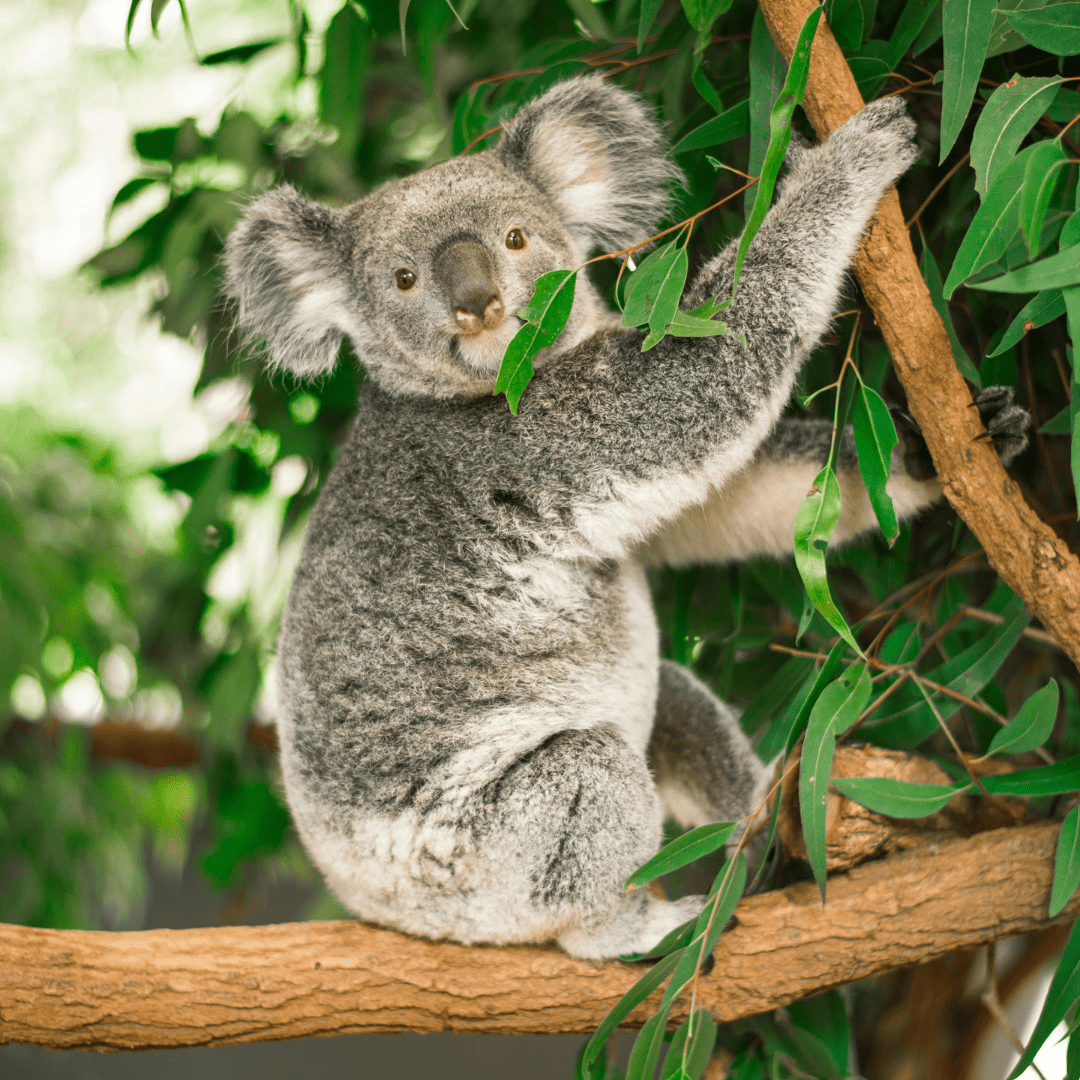 Australian Eucalyptus Honey