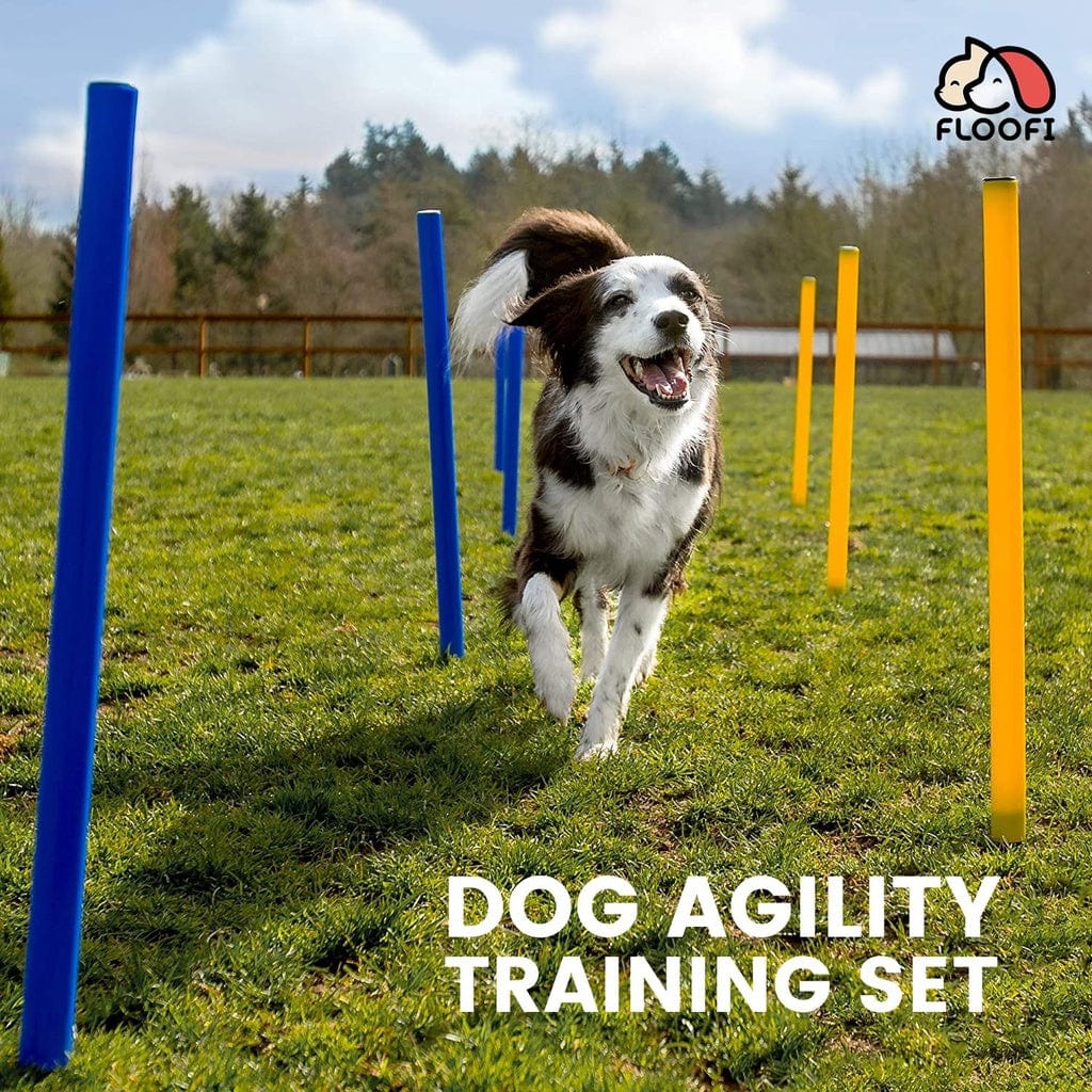 Dog Agility Training Set