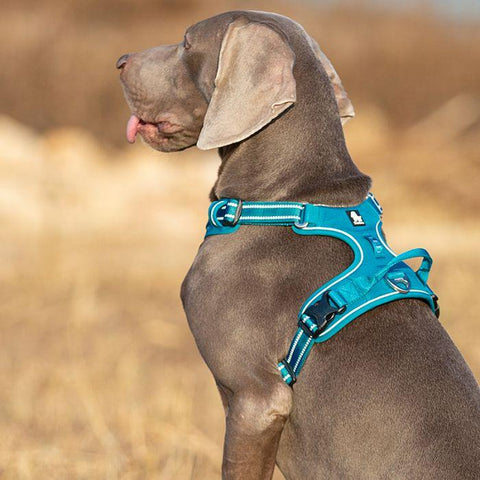 XS High Density NYLON Pull Harness Blue